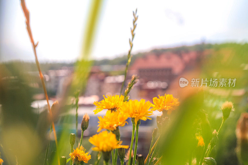 哥德堡Skansen Kronan天文台的鲜花